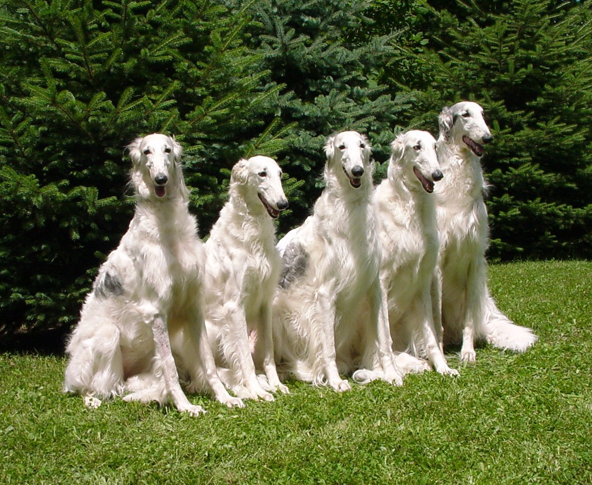 Borzoi Dog Breed And Photos And Videos List Of Dogs Breeds Borzoi Dog Breed And Photos And Videos List Of Dogs Breeds